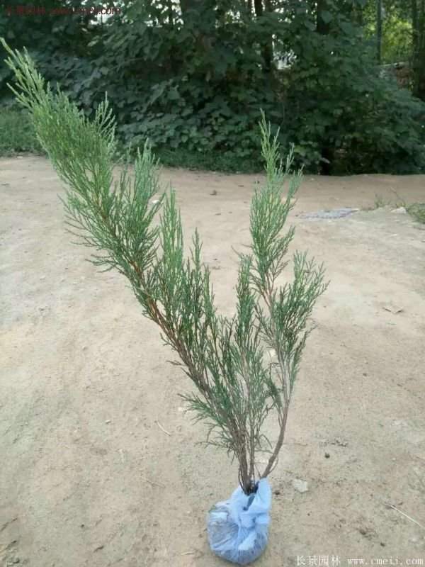 沭陽沙地柏基地 沭陽沙地柏基地