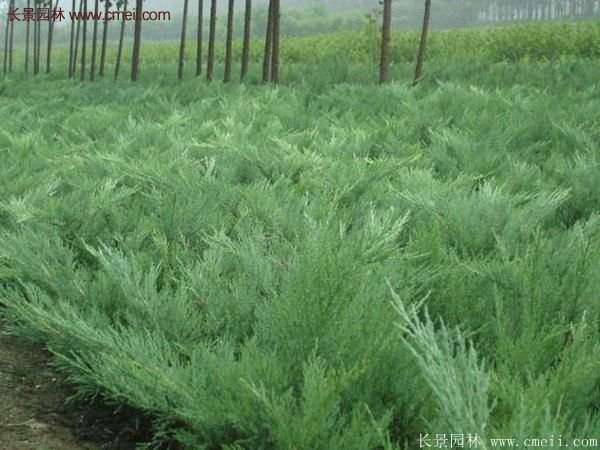 沙地柏基地 沙地柏基地