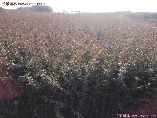 沭陽(yáng)火棘球