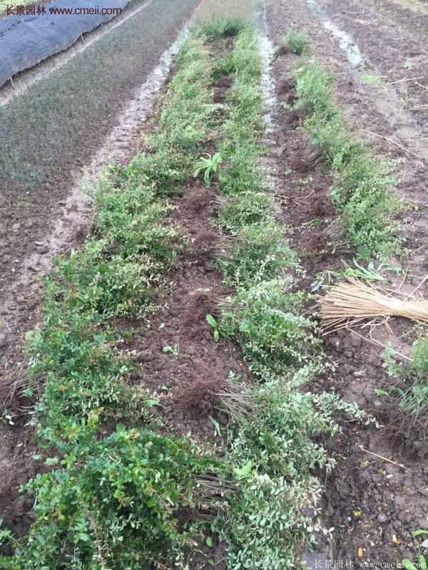 沭陽(yáng)火棘苗、火棘球