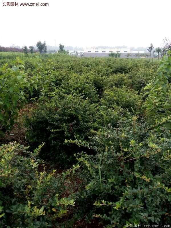 沭陽(yáng)火棘苗、火棘球