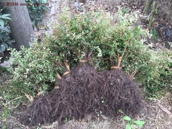 火棘工程苗 火棘工程苗