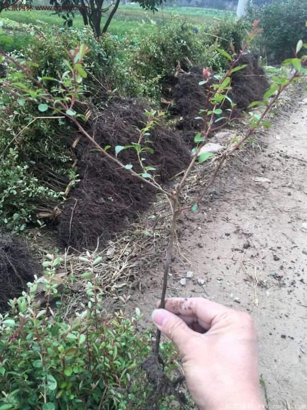 火棘工程苗 火棘工程苗