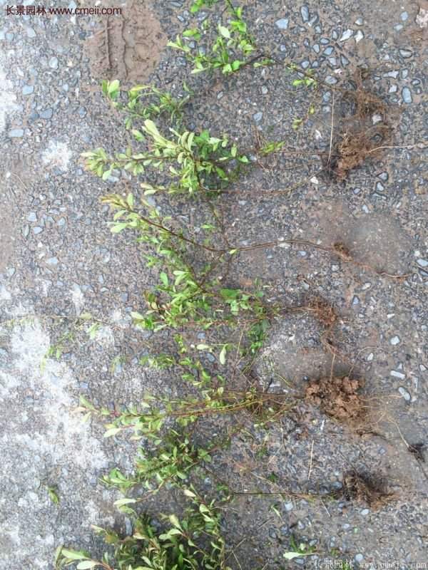 沭陽(yáng)低價(jià)火棘苗