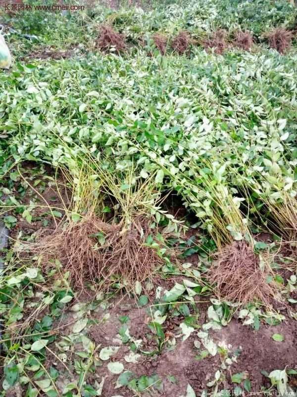 沭陽連翹規格 沭陽連翹規格