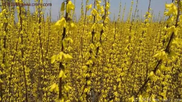 沭陽連翹規格 沭陽連翹規格