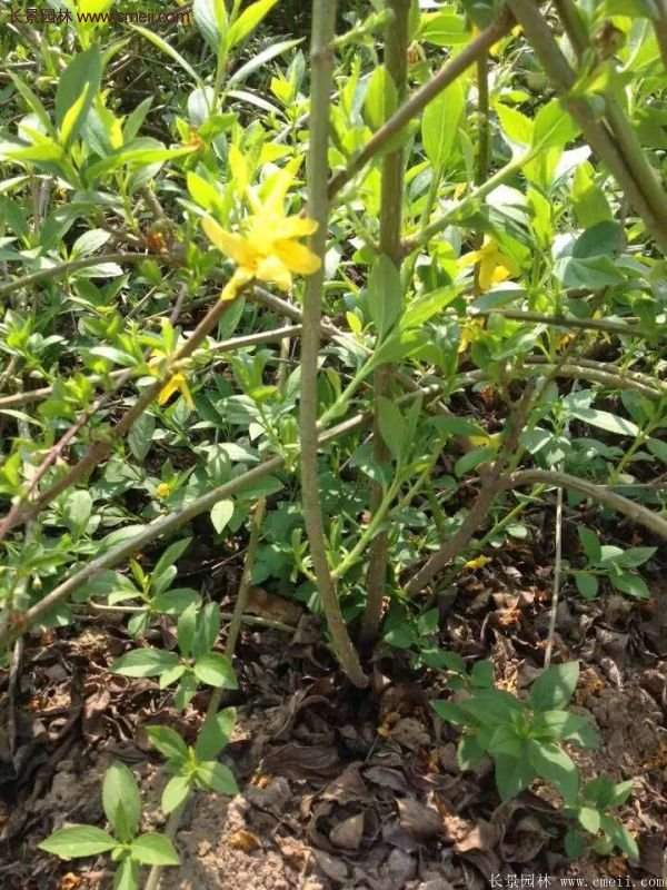 沭陽大連翹 沭陽大連翹