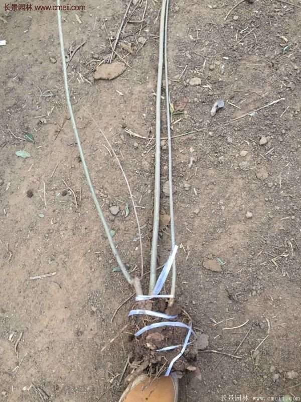 沭陽連翹基地 沭陽連翹基地