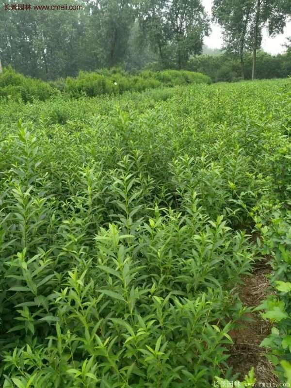 沭陽連翹苗 沭陽連翹苗