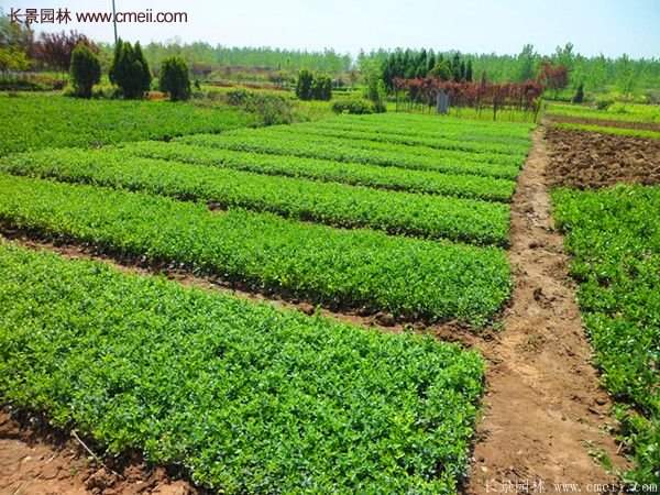 沭陽連翹苗 沭陽連翹苗