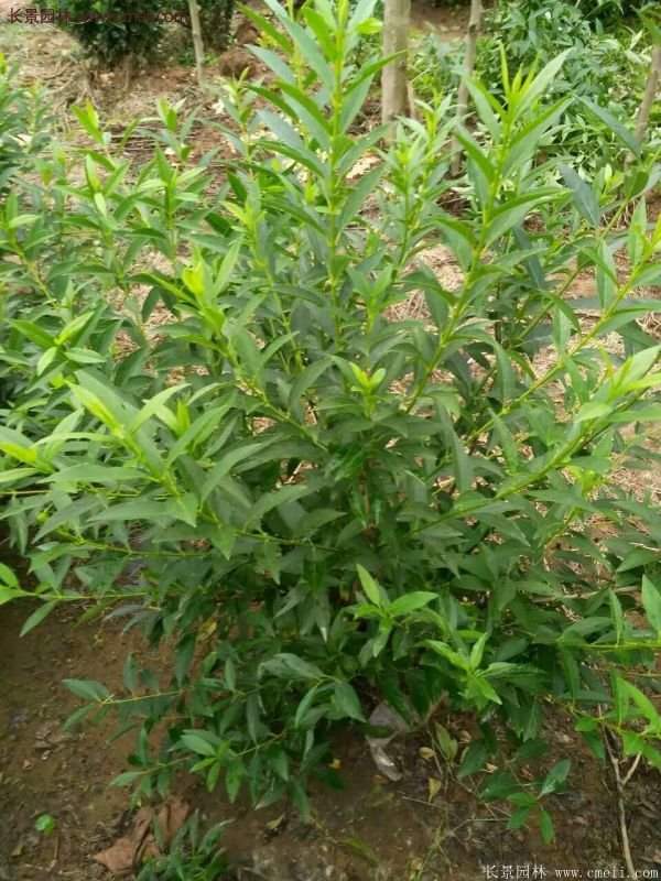 沭陽連翹價格 沭陽連翹價格