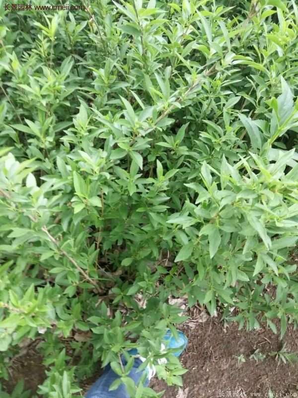 沭陽連翹價格 沭陽連翹價格