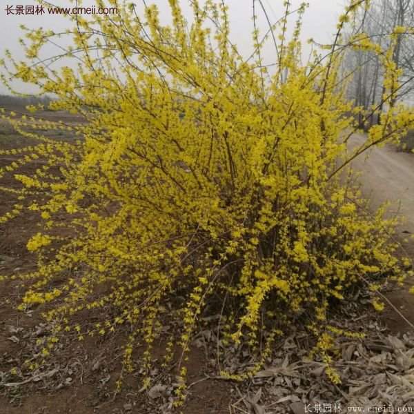 沭陽連翹價格 沭陽連翹價格