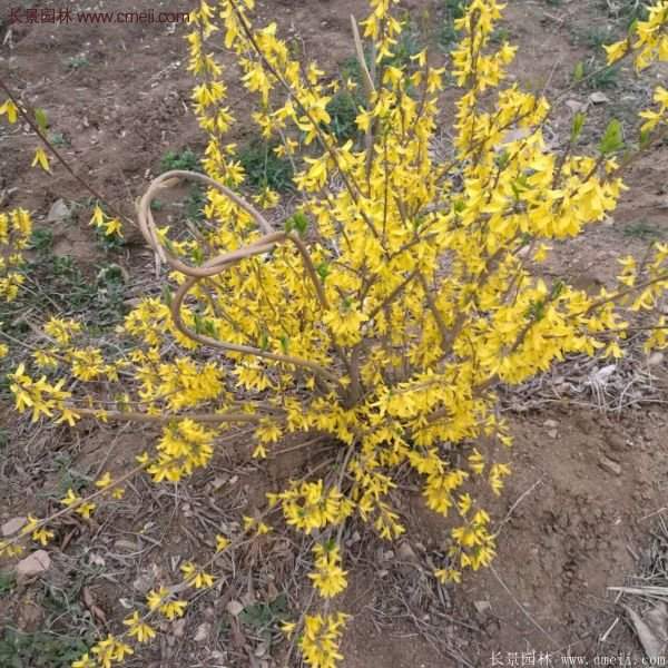 沭陽連翹價格 沭陽連翹價格