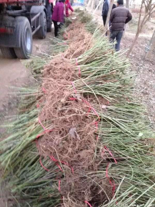 沭陽(yáng)連翹花 沭陽(yáng)連翹花