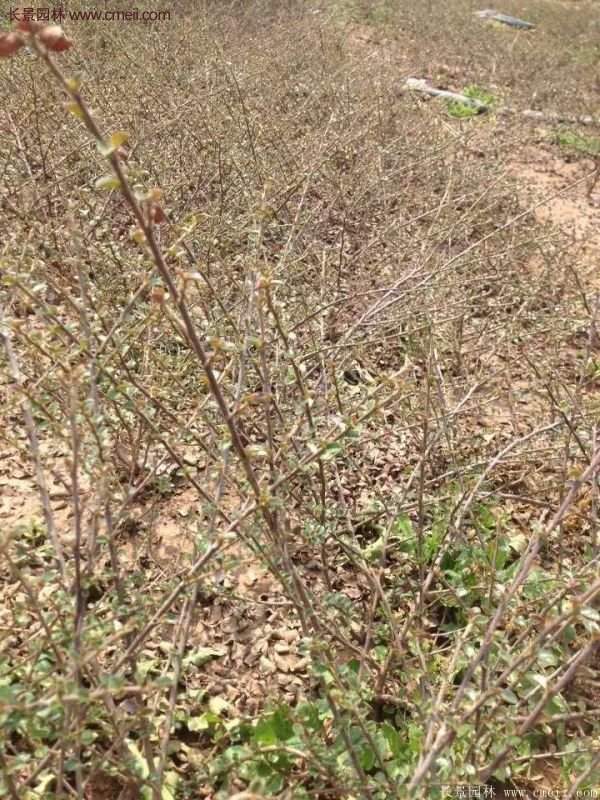 沭陽(yáng)連翹花 沭陽(yáng)連翹花