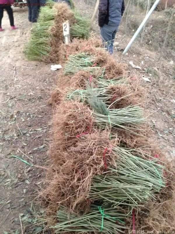 沭陽(yáng)連翹花 沭陽(yáng)連翹花