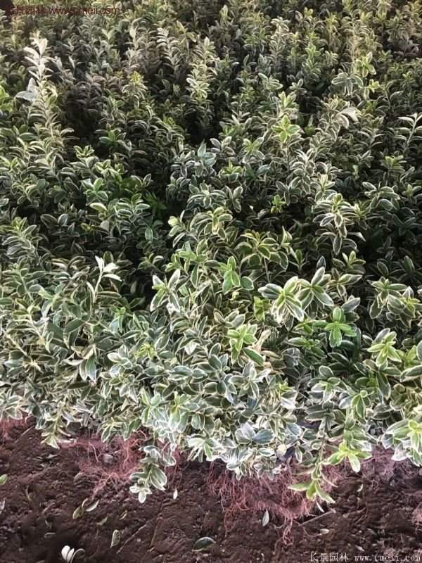 金邊黃楊移栽 金邊黃楊移栽