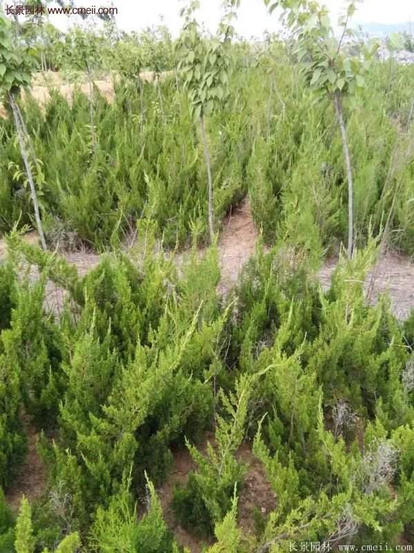 龍柏基地小龍柏實拍圖片