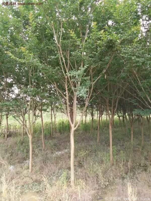 紫薇樹多少錢一棵?