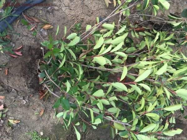 沭陽(yáng)基地的紅葉石楠 沭陽(yáng)基地的紅葉石楠