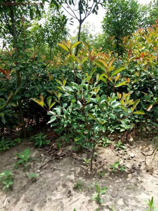 沭陽(yáng)基地的紅葉石楠 沭陽(yáng)基地的紅葉石楠