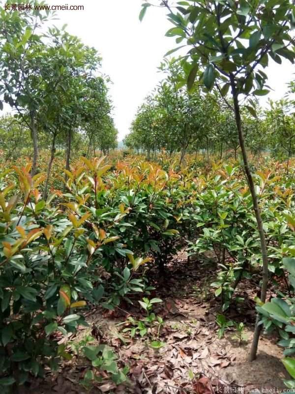 沭陽(yáng)基地的紅葉石楠 沭陽(yáng)基地的紅葉石楠