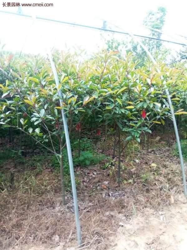 沭陽(yáng)基地的紅葉石楠 沭陽(yáng)基地的紅葉石楠