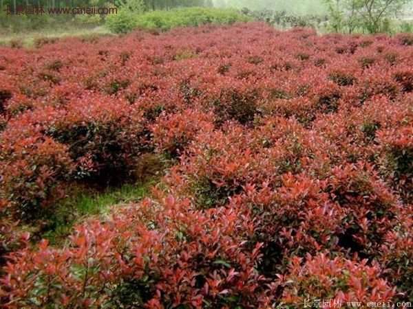 沭陽(yáng)紅葉石楠基地 沭陽(yáng)紅葉石楠基地