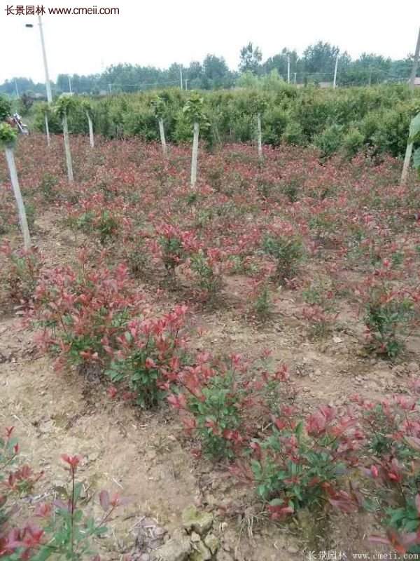 沭陽(yáng)紅葉石楠基地 沭陽(yáng)紅葉石楠基地