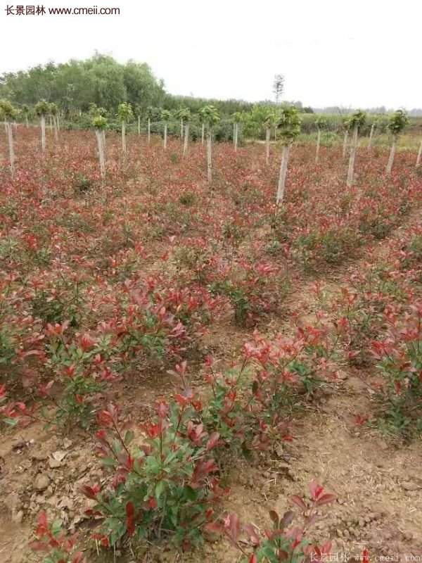沭陽(yáng)紅葉石楠基地 沭陽(yáng)紅葉石楠基地