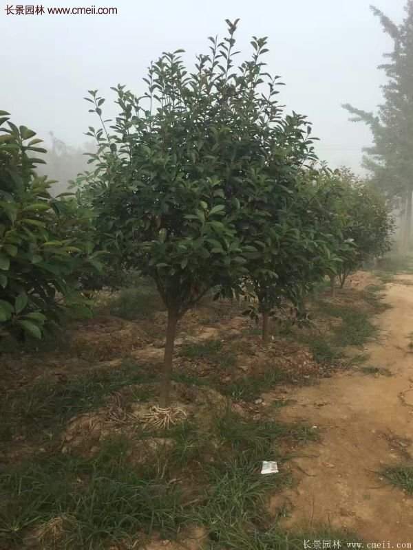 沭陽(yáng)基地的紅葉石楠球、高桿紅葉石楠 沭陽(yáng)基地的紅葉石楠球、高桿紅葉石楠