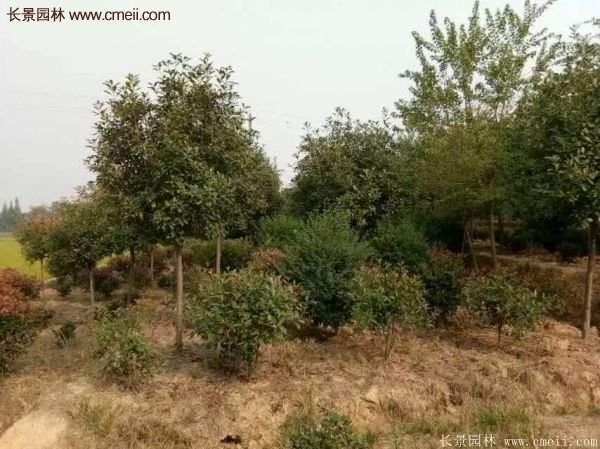 沭陽(yáng)基地的紅葉石楠球、高桿紅葉石楠 沭陽(yáng)基地的紅葉石楠球、高桿紅葉石楠