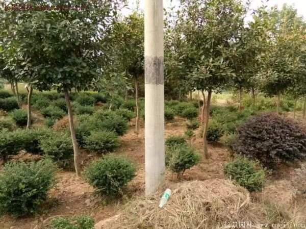 沭陽(yáng)基地的紅葉石楠球、高桿紅葉石楠 沭陽(yáng)基地的紅葉石楠球、高桿紅葉石楠