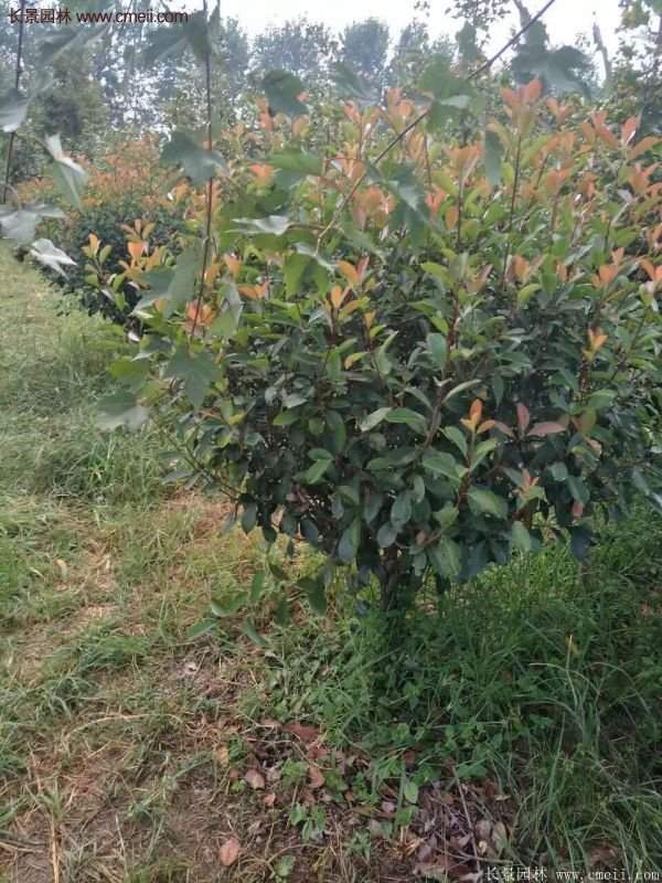 沭陽(yáng)基地的紅葉石楠球、高桿紅葉石楠 沭陽(yáng)基地的紅葉石楠球、高桿紅葉石楠