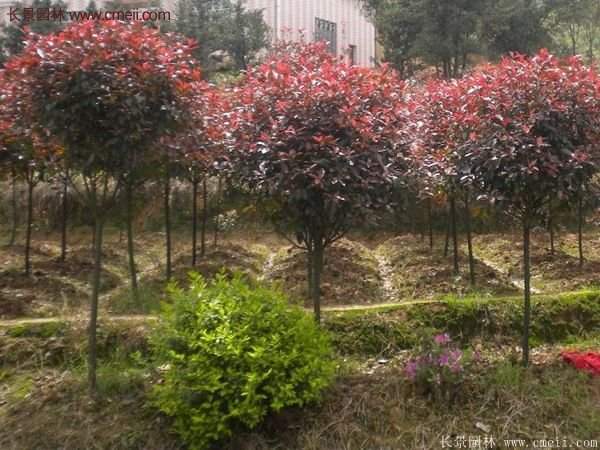 沭陽(yáng)基地的紅葉石楠球、高桿紅葉石楠 沭陽(yáng)基地的紅葉石楠球、高桿紅葉石楠