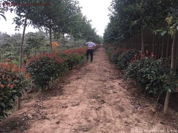 沭陽紅葉石楠 沭陽紅葉石楠