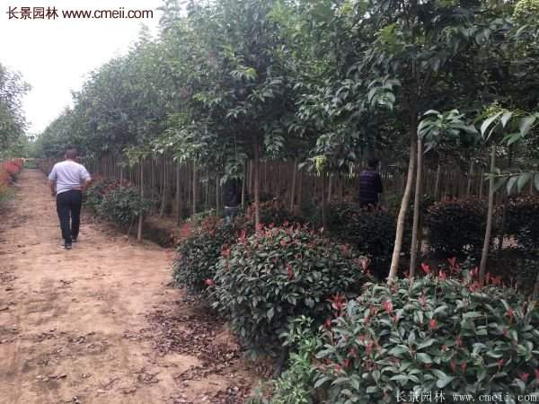 沭陽紅葉石楠 沭陽紅葉石楠