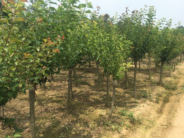 紅梅基地中的紅梅樹(shù)