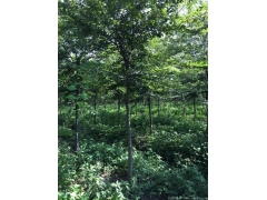 較大的櫸樹產地，產量百分之二十以上