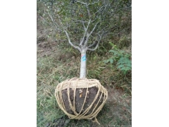 哪里的垂絲海棠苗價格比較低？