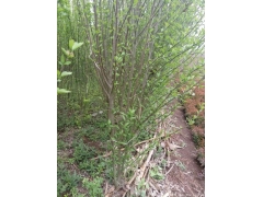 木槿價錢哪里最便宜，就來華東大型產地