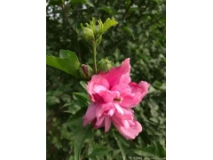 供應4公分木槿，數量有30萬棵