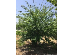 正宗紅花木槿，1~8公分規格齊全，分枝多冠幅大