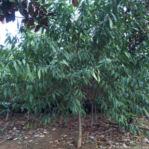 紅葉碧桃圖片紅葉碧桃基地實拍 紅葉碧桃圖片紅葉碧桃基地實拍