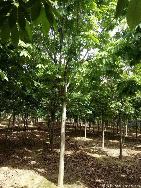 七葉樹圖片七葉樹基地實拍 七葉樹圖片七葉樹基地實拍