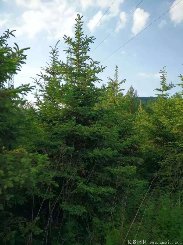 云杉圖片基地實拍 云杉圖片基地實拍