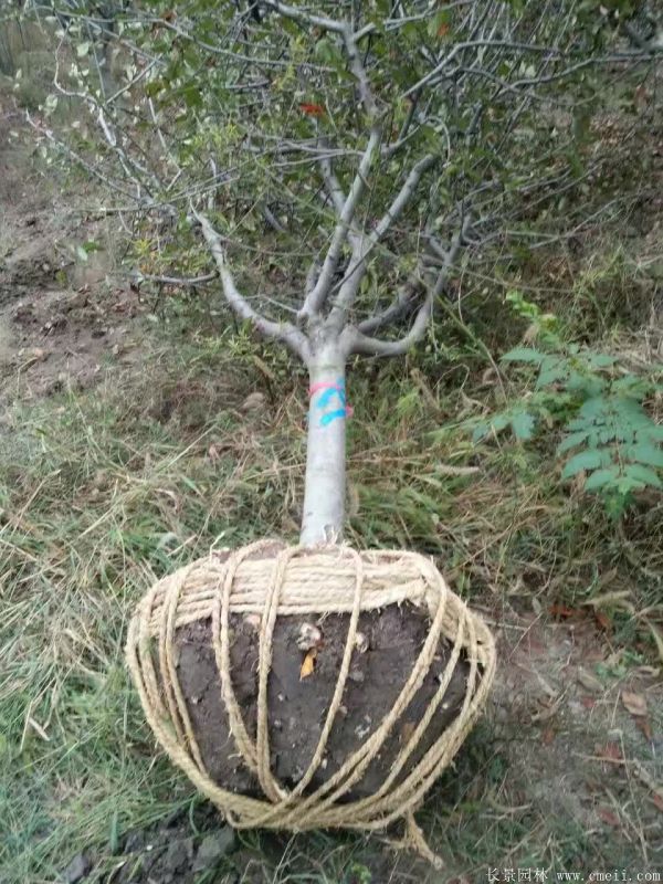 垂絲海棠圖片基地實拍 垂絲海棠圖片基地實拍