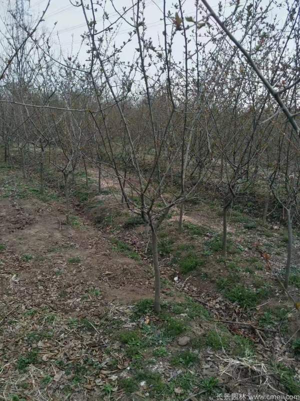 垂絲海棠圖片基地實(shí)拍 垂絲海棠圖片基地實(shí)拍