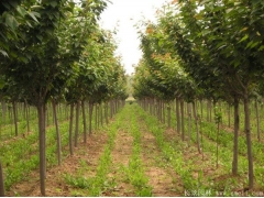 綠化苗木櫻花去哪里購買？